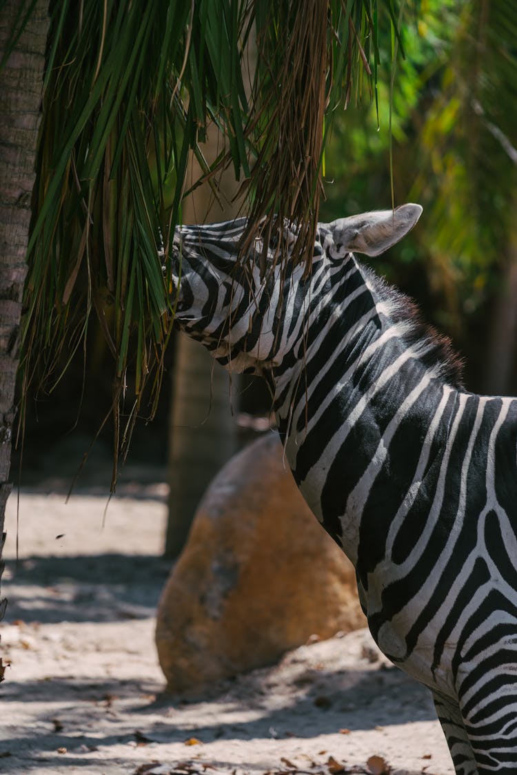 Zebra Eating Leaves Of A Palm Tree