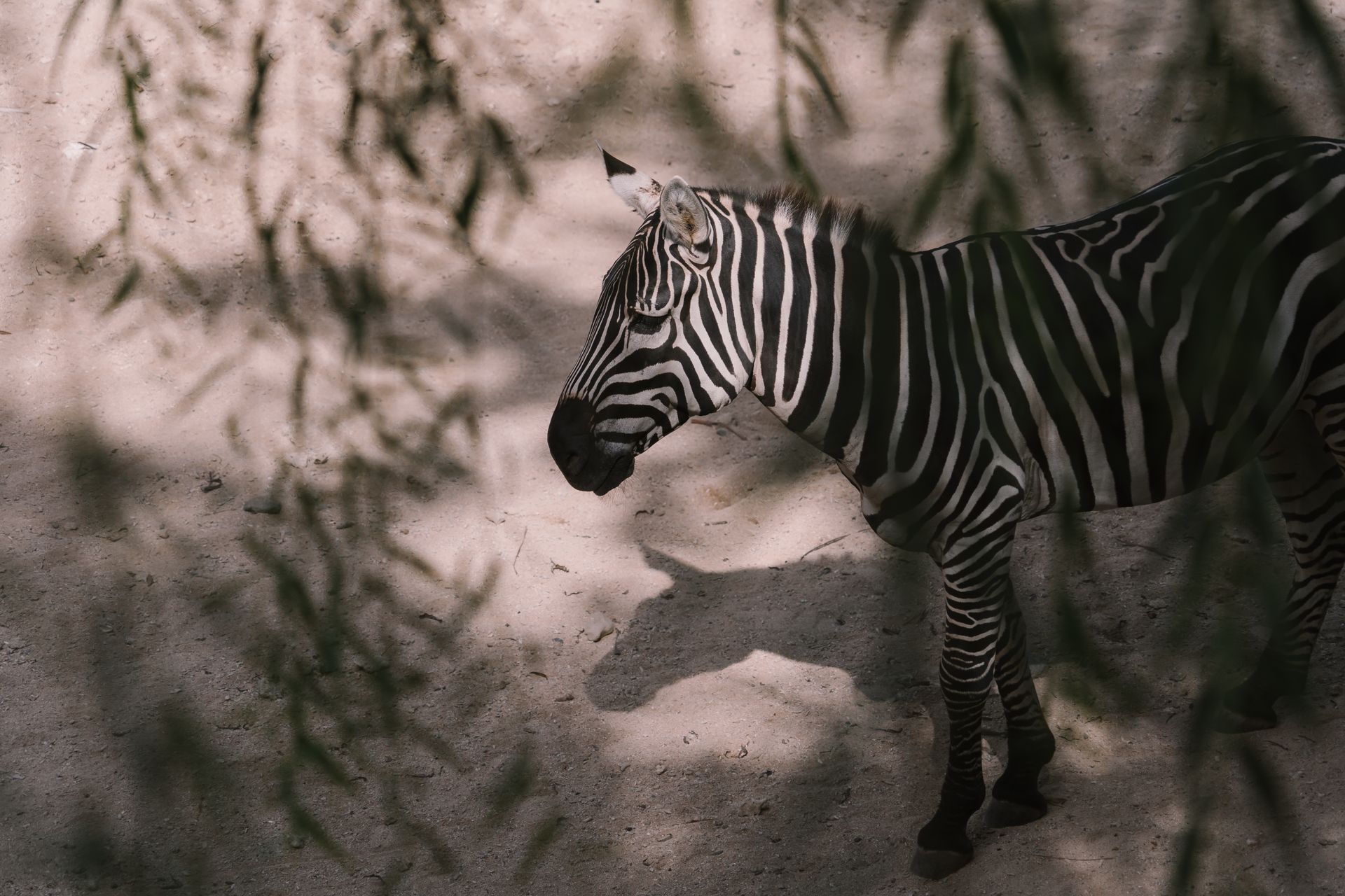A zebra with distinct stripes standing in a sunlit sandy savannah surrounded by shadows.