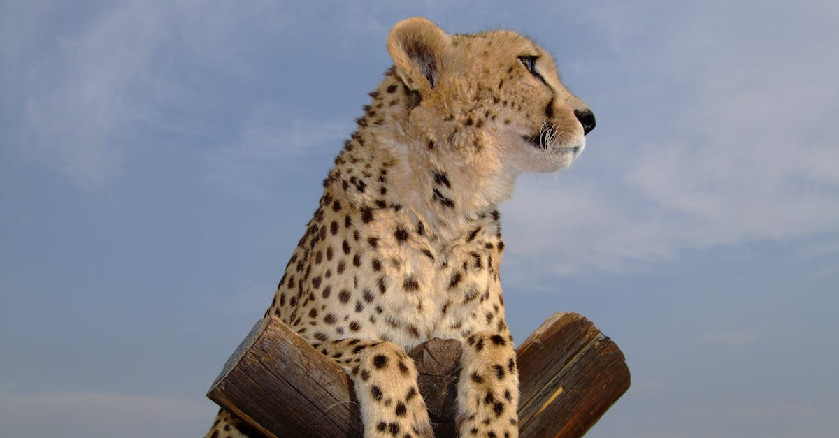 Free stock photo of Cheetah big cat predator