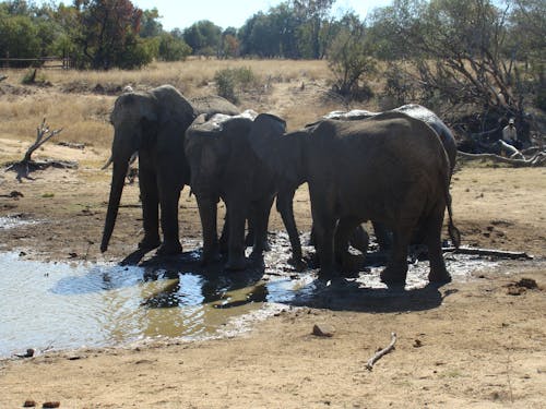 Foto d'estoc gratuïta de elefants grans cinc