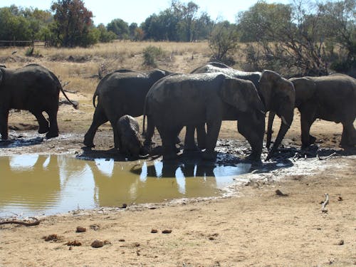 Foto d'estoc gratuïta de elefants grans cinc