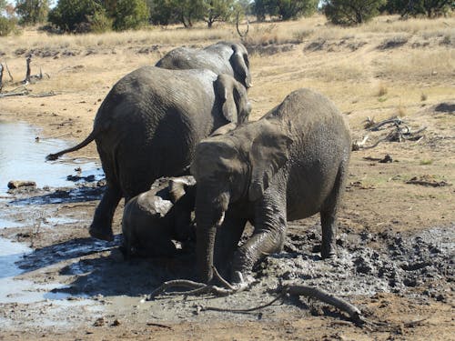 Foto d'estoc gratuïta de elefants grans cinc