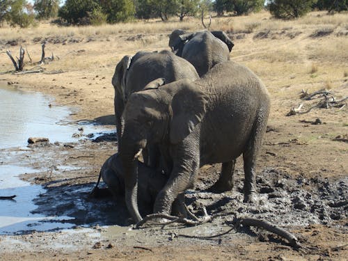 Foto d'estoc gratuïta de elefants grans cinc