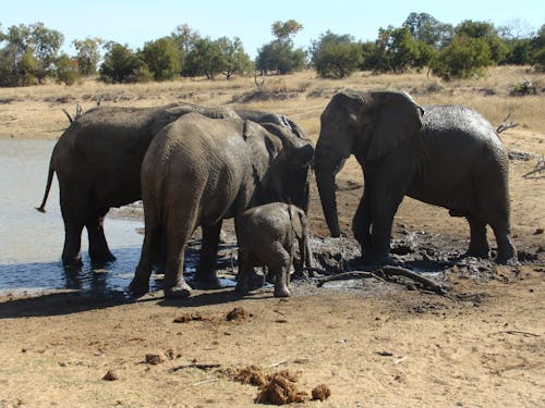 Foto d'estoc gratuïta de elefants grans cinc