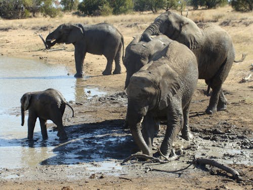 Foto stok gratis gajah lima besar