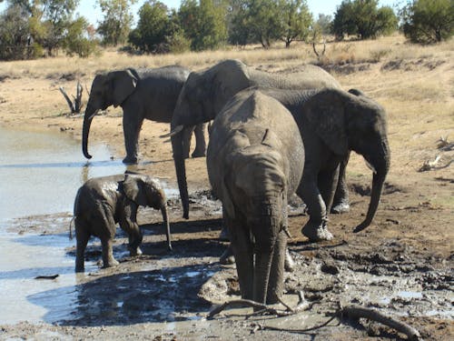 Foto d'estoc gratuïta de elefants grans cinc