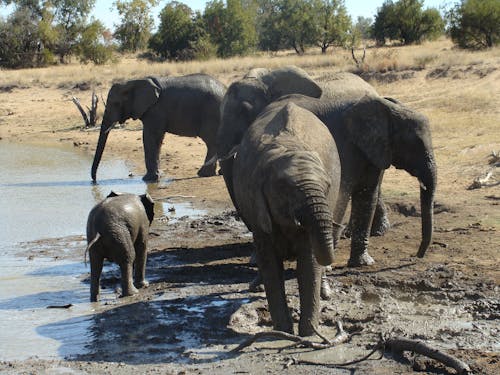 Foto d'estoc gratuïta de elefants grans cinc