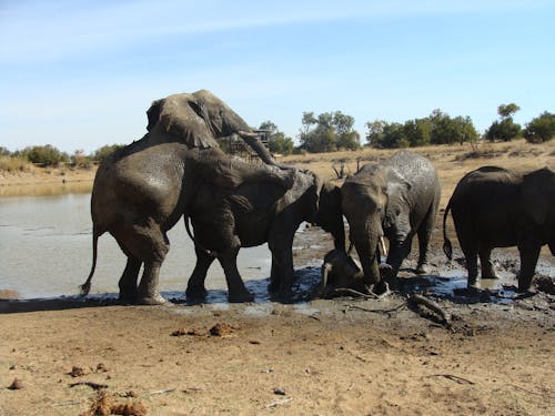 Ingyenes stockfotó elefánt nagy öt témában