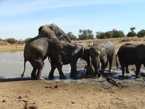 Foto d'estoc gratuïta de elefants grans cinc