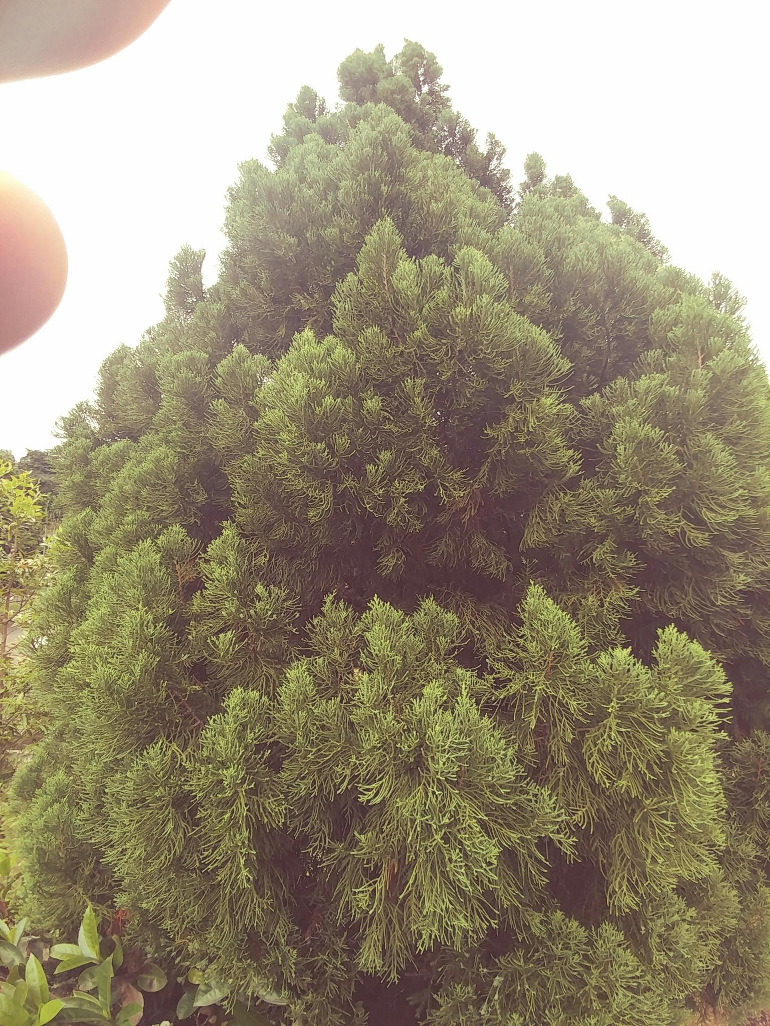 Free stock photo of tree top