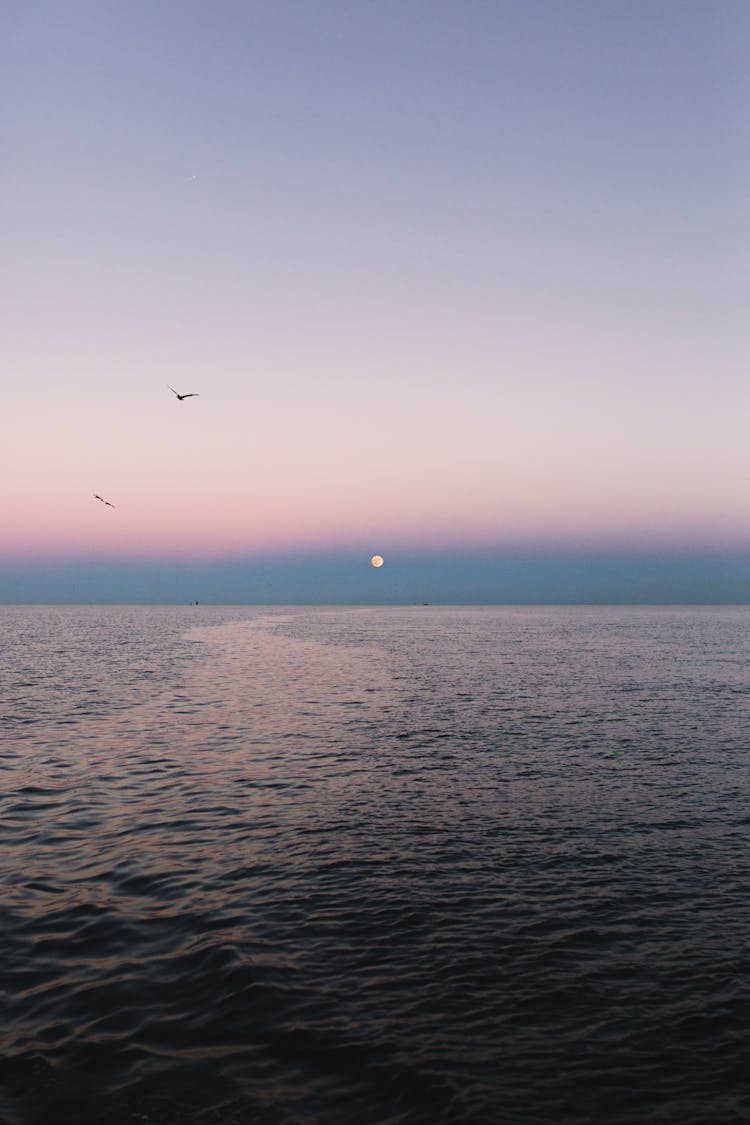 Birds Flying Over The Sea During Daybreak 