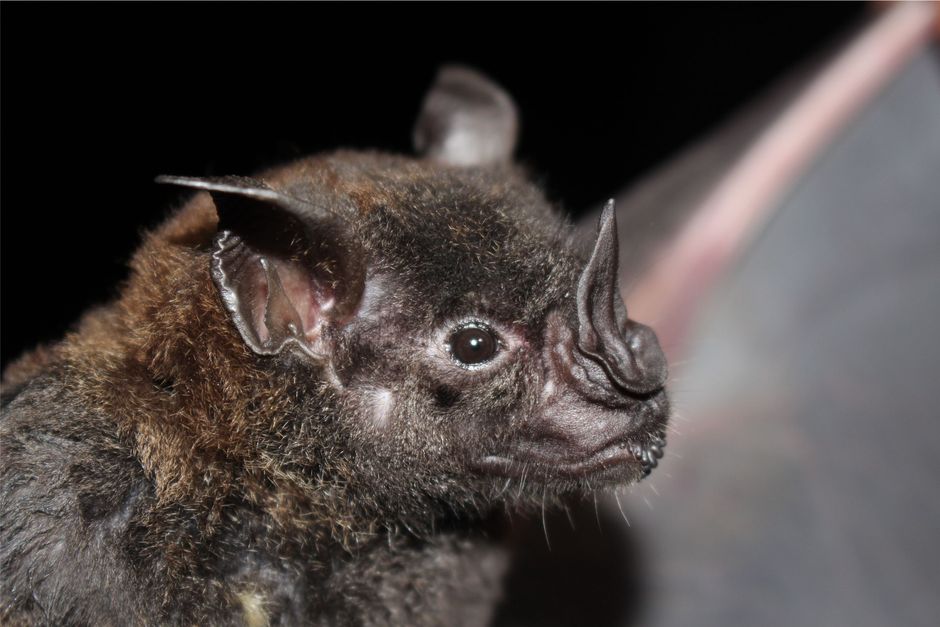 Fotomural Primer plano detallado de un murciélago de rostro arrugado que muestra sus rasgos faciales únicos.