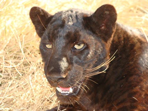 Foto d'estoc gratuïta de depredador de lleopard negre