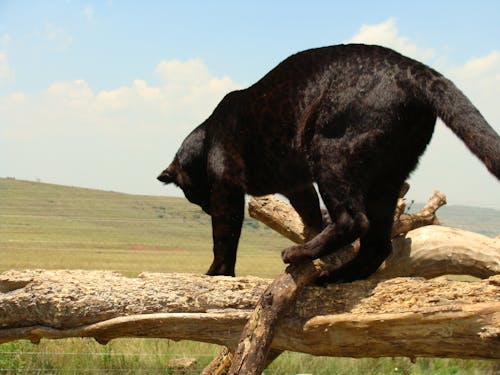 Foto d'estoc gratuïta de depredador de lleopard negre