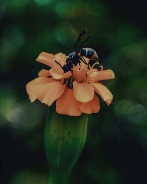 Foto d'estoc gratuïta de abella, abella a la calèndula, abella en flor