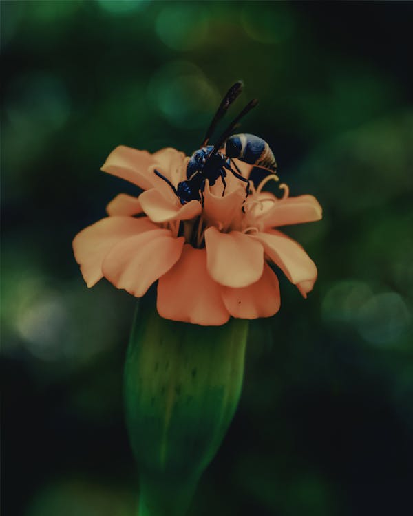 Kostenloses Stock Foto zu biene, biene auf blume, biene auf ringelblume