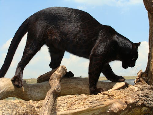 Foto d'estoc gratuïta de depredador de lleopard negre