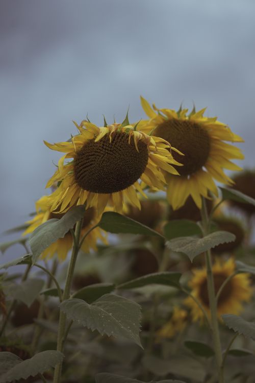 Free Close-up of sunflowers under a cloudy sky capturing the beauty of nature's contrast. Stock Photo