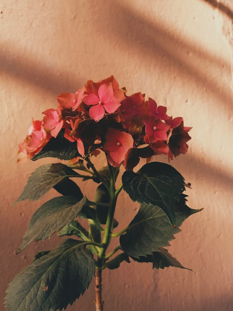 Photo Of French Hydrangea Flowers In Bloom