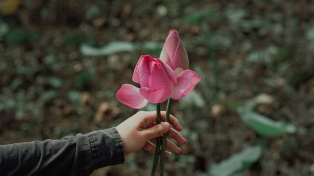 特写镜头中，一只手在花园里拿着粉红色的莲花