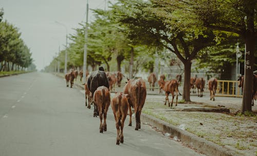 通りを歩く茶色と黒の牛