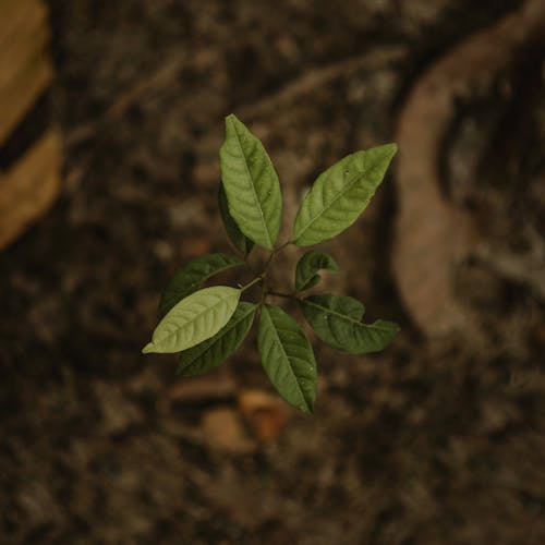 特寫綠色幼苗的照片