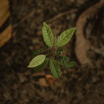 Growth Funds 