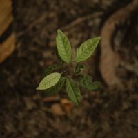 Seedling breaking through dark soil — photo by Min An on Pexels