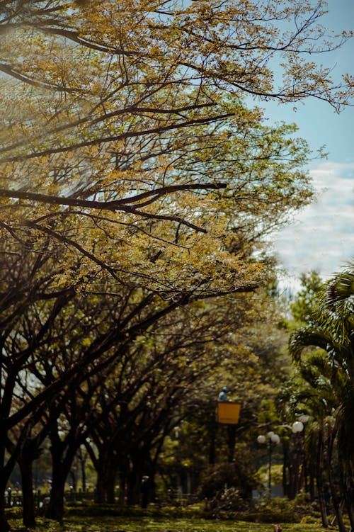 бесплатная Деревья с коричневыми листьями Стоковое фото