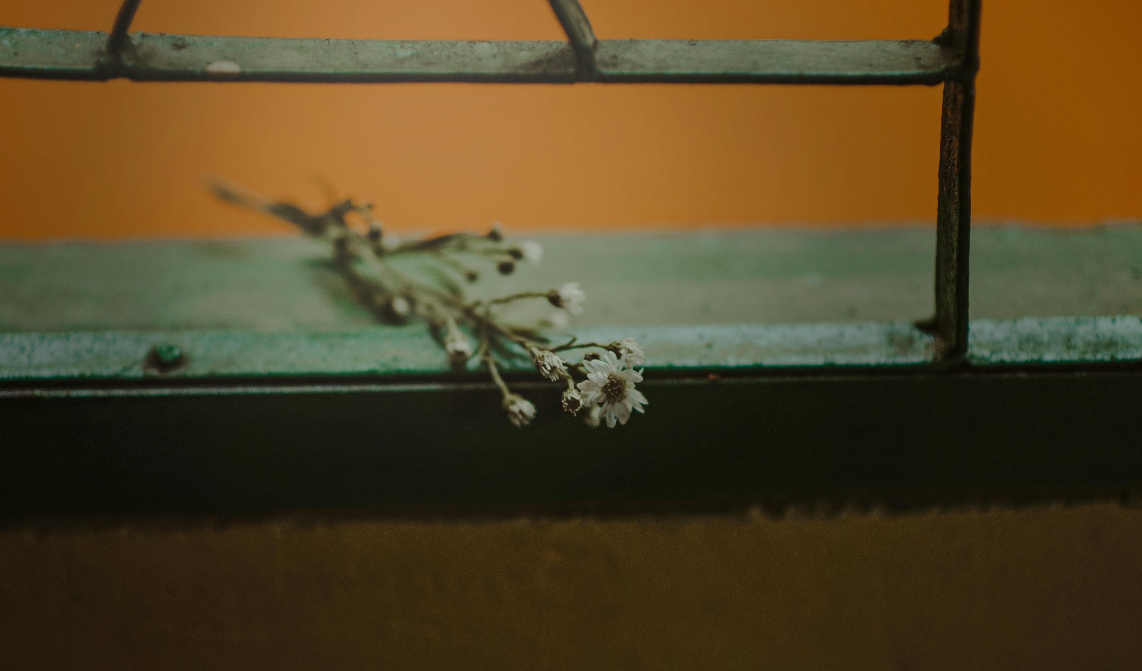 White Aster Flower on Grey Window With Black Metal Grille