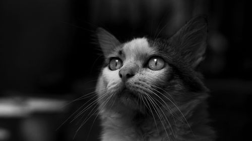 Free Stunning black and white close-up of a domestic cat with vivid whiskers and captivating eyes. Stock Photo