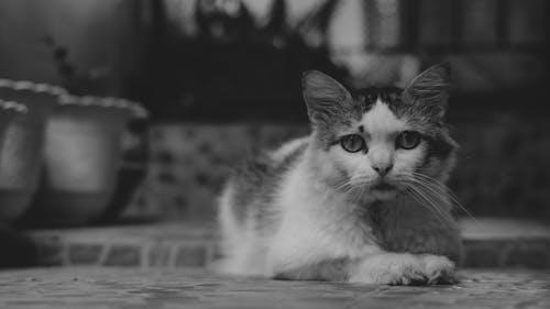 Monochrome Photograph of a Furry Domestic Cat