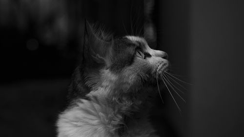 Free Black and white close-up portrait of a cat looking upwards with a dramatic expression. Stock Photo