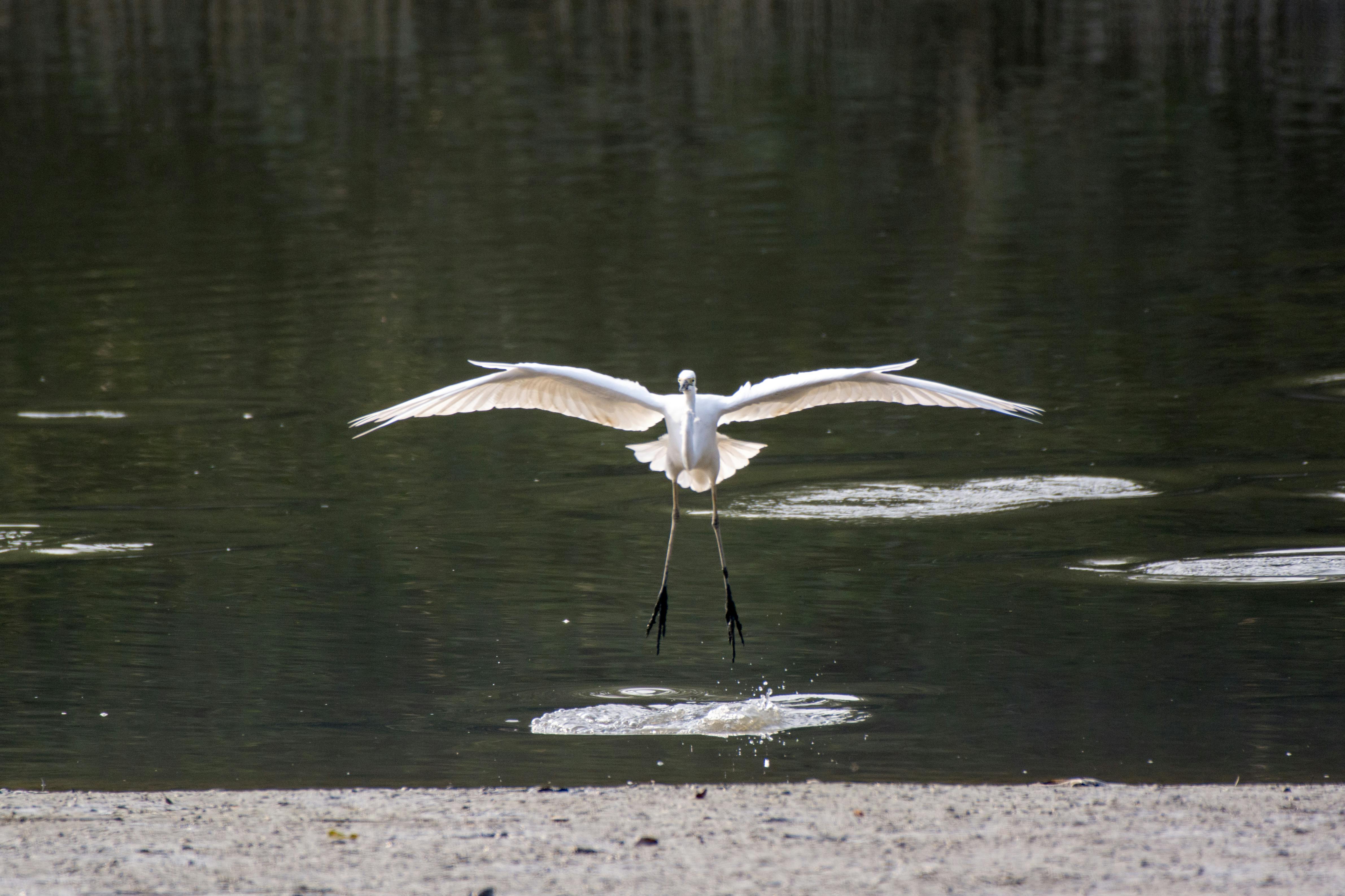 Free stock photo of flying bird, landing