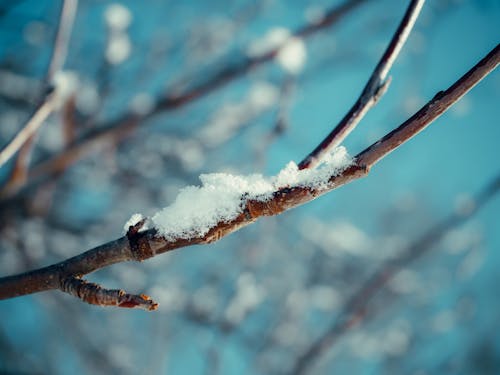 Free stock photo of good morning, morning, snow