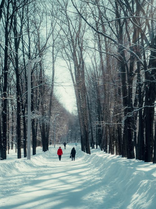 Free stock photo of forest climbing park, good morning, morning