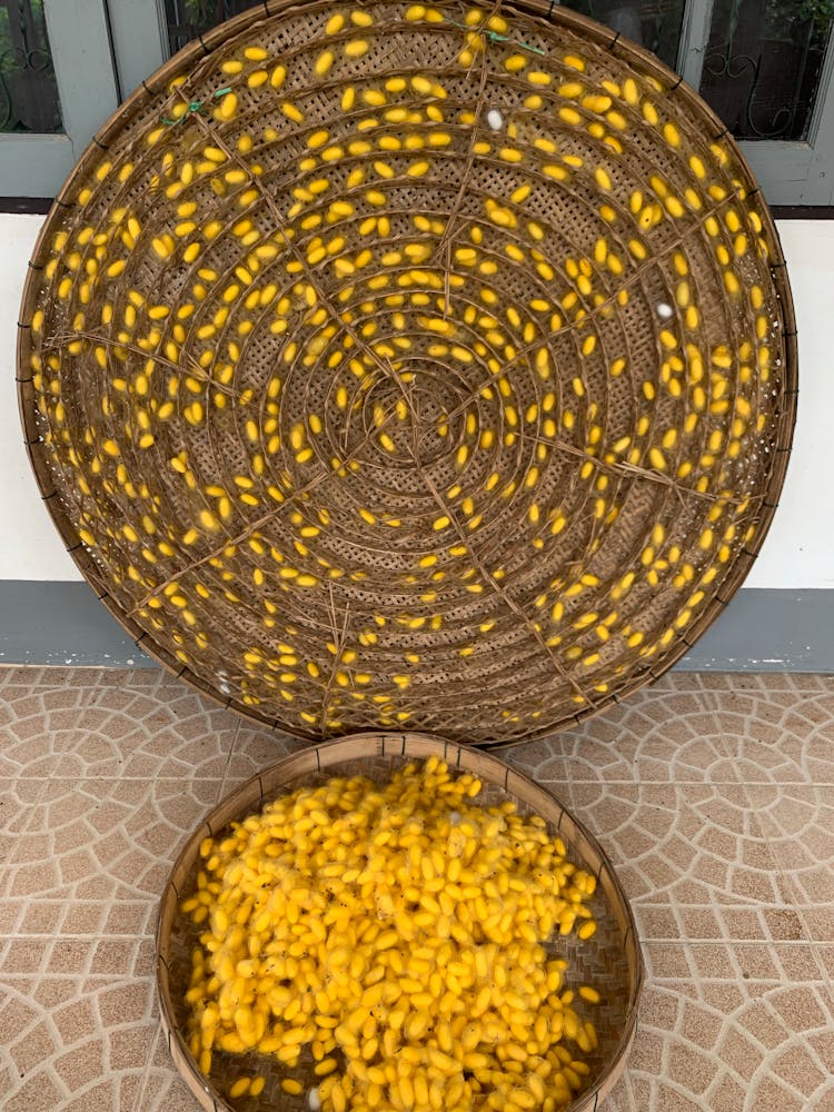 Yellow Silkworm Cocoon In A Bamboo Basket