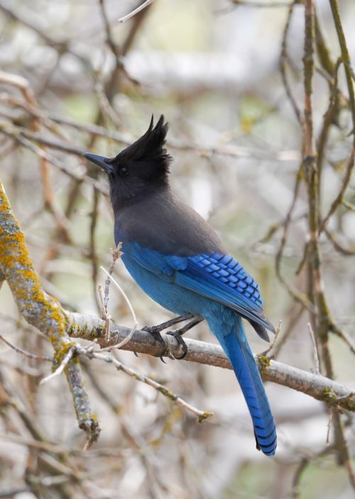Free Close-up of a vibrant Steller's Jay on a tree branch, showcasing its striking blue feathers in Oak Glen, California. Stock Photo