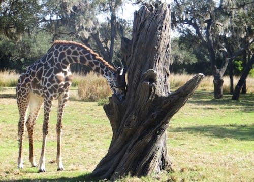 Giraffe Beside Gray Dead Tree