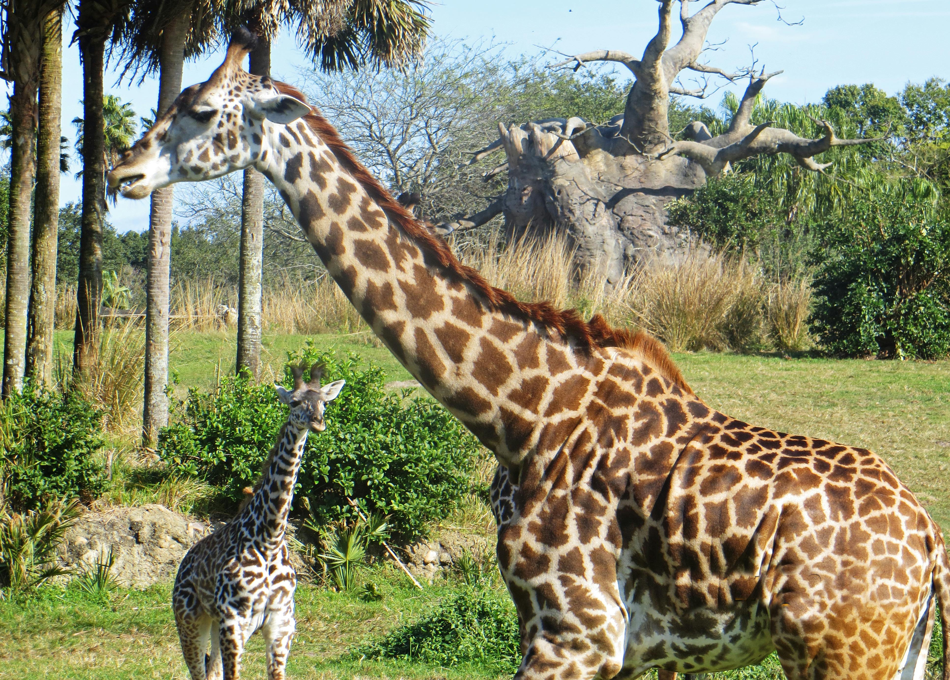 Free stock photo of animal, Animal Kingdom, animals