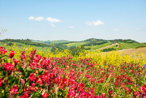 Green Grass And Blooming Flowers On A Field