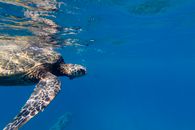 Black and White Turtle in Water