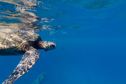 Free A majestic sea turtle swims gracefully in the clear blue waters of Maui, Hawaii. Stock Photo