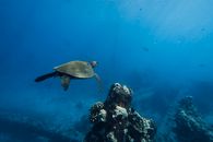Brown and Black Turtle Under Water