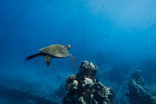 A majestic sea turtle swimming gracefully above vibrant coral reefs in Lahaina, Hawaii.