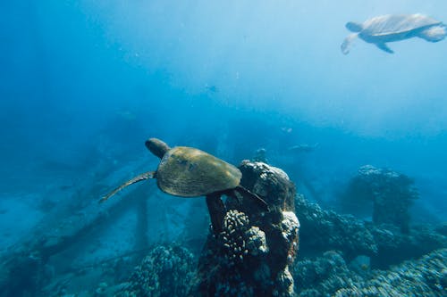 deniz, deniz hayatı, Deniz kaplumbağası içeren Ücretsiz stok fotoğraf