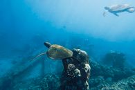 Two sea turtles glide gracefully through the underwater landscape in Lahaina, Hawaii.