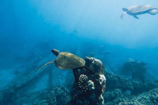 Two sea turtles glide gracefully through the underwater landscape in Lahaina, Hawaii.