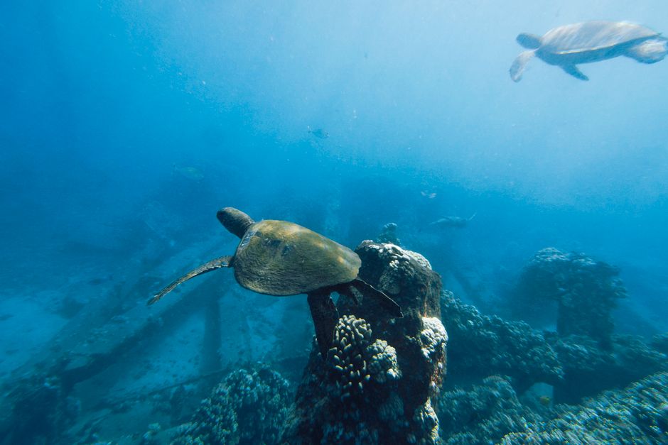Observation des Tortues Marines à l'Île Ouen