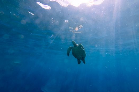 A serene sea turtle gracefully swims in the clear waters off Lahaina, Hawaii.